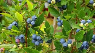 A rare wild blueberry species Vaccinium piliferum has been rediscovered after 188 years in the forests of Vijaynagar in Changlang district, Arunachal Pradesh